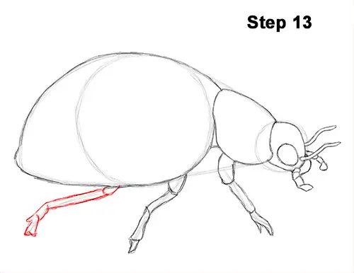Draw Ladybug 13