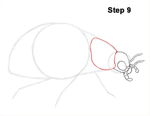 How to Draw a Ladybug