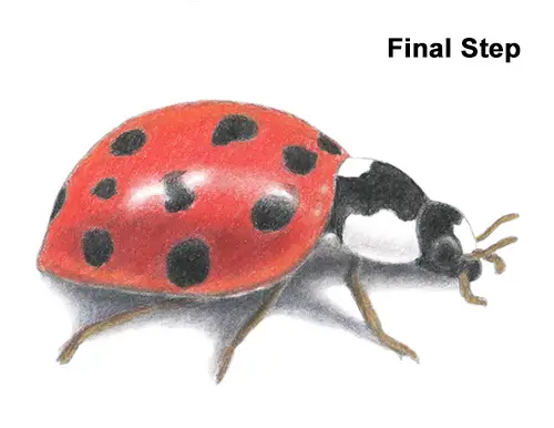 Draw Ladybug