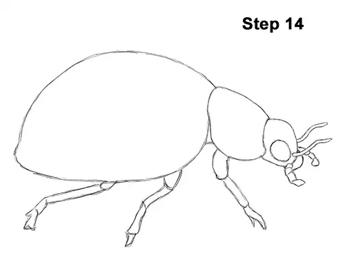 Draw Ladybug 14