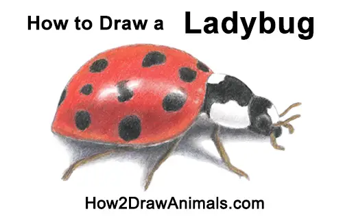 How to Draw a Ladybug