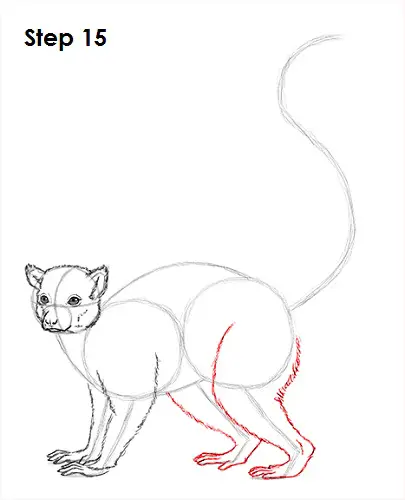 Ringtailed lemur sketch by Feliforina on DeviantArt