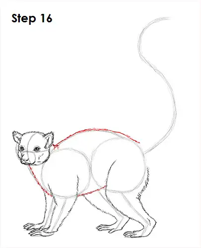 Draw Lemur 16