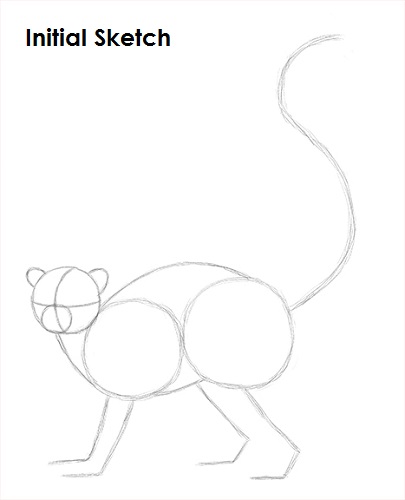 Draw Lemur Sketch
