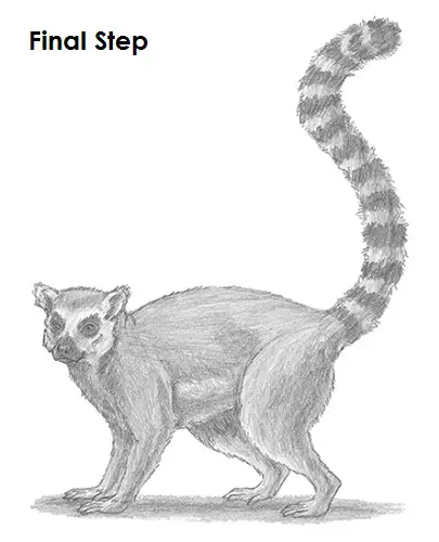 Draw Lemur Last