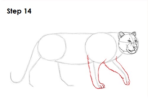 Draw a Leopard 14