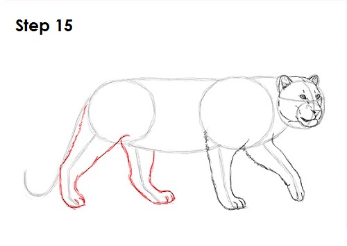 How to Draw a Leopard  Easy Big Cat Drawing Guide