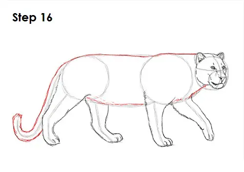 Draw a Leopard 16