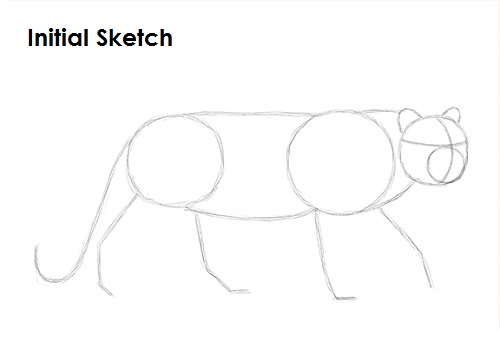 Draw a Leopard Sketch
