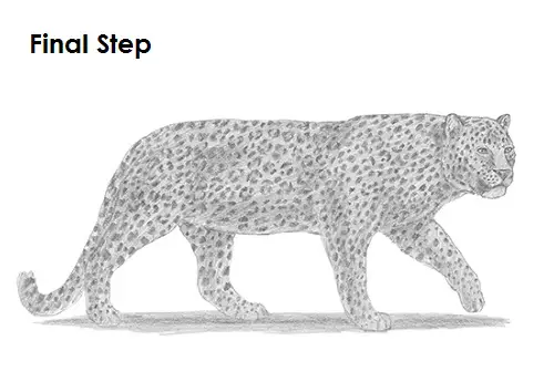 Draw a Leopard