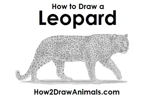 Draw Leopard