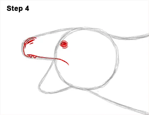 How to Draw a Sea Leopard Seal Side View 4