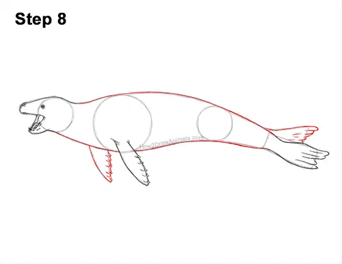 How to Draw a Sea Leopard Seal Side View 8