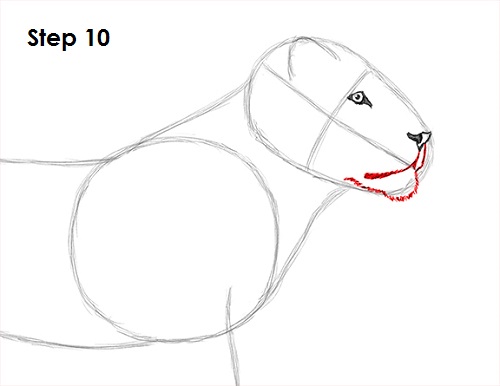 Draw Lion 10