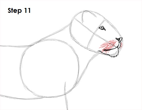 Draw Lion 11