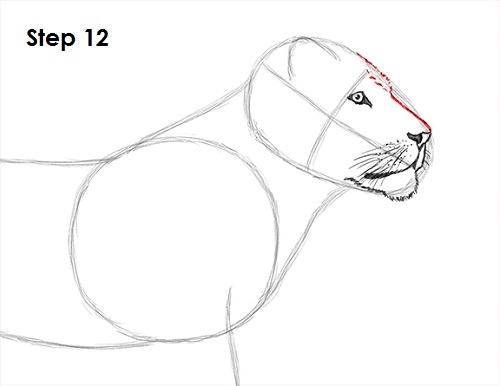 Draw Lion 12
