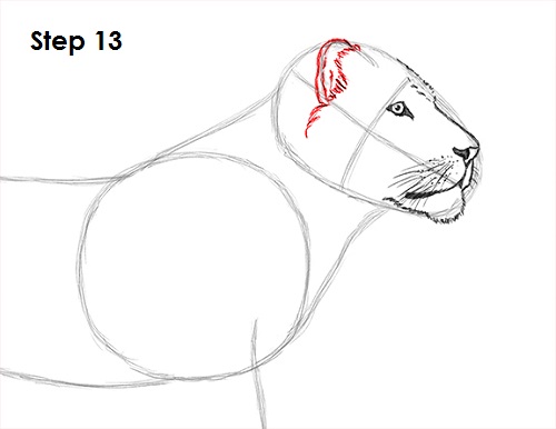 Draw Lion 13