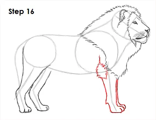 Draw Lion 16