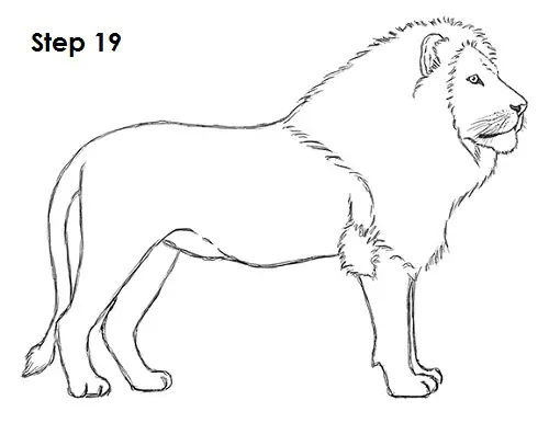 Draw Lion 19