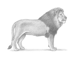 How to Draw an African Lion Side View