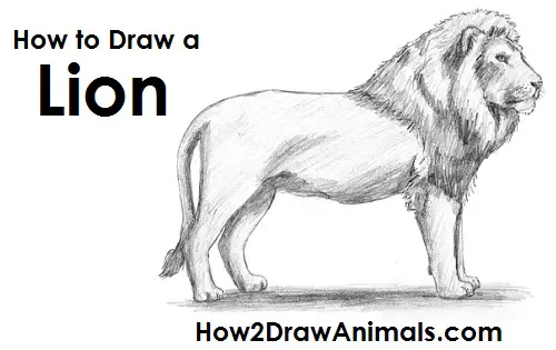 Download HD How To Draw Lion  Lion Drawing Images Easy Transparent PNG  Image  NicePNGcom