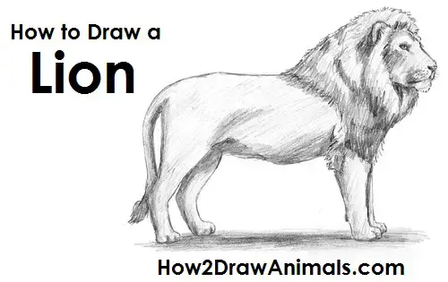how to draw lion head step by step