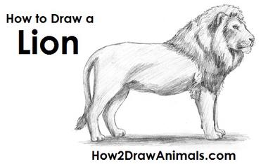 lion drawing step by step