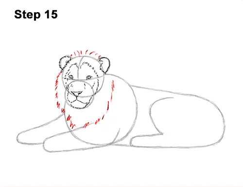 How to Draw a Lion Color Side Laying Lying Down 15