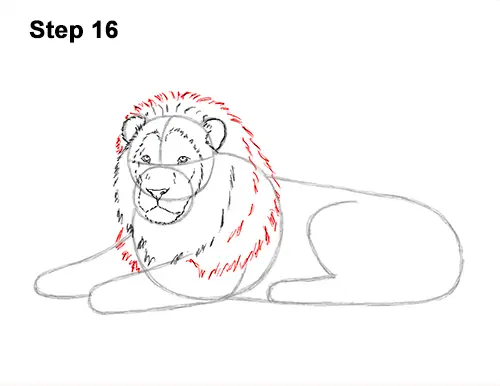 How to Draw a Lion Color Side Laying Lying Down 16