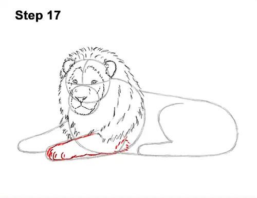 How to Draw a Lion Color Side Laying Lying Down 17