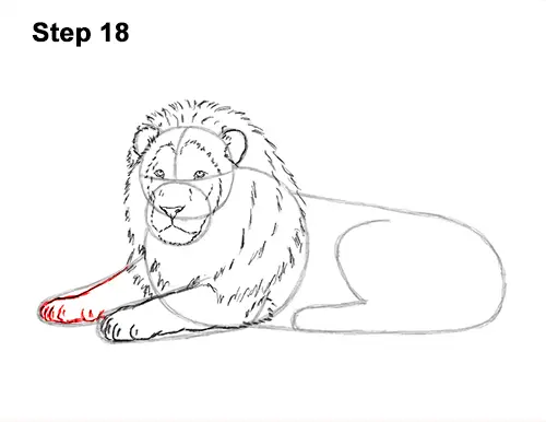 How to Draw a Lion Color Side Laying Lying Down 18