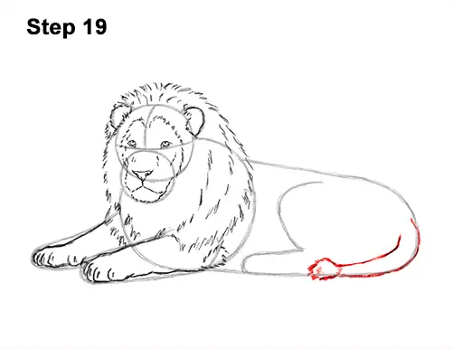 How to Draw a Lion Color Side Laying Lying Down 19
