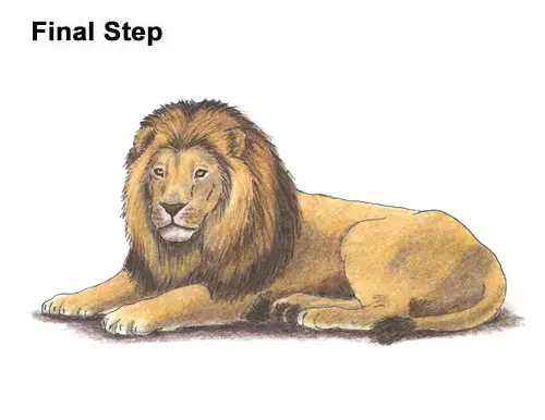 How to Draw a Lion Color Side Laying Lying Down