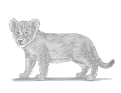 How to Draw a Lion Cub