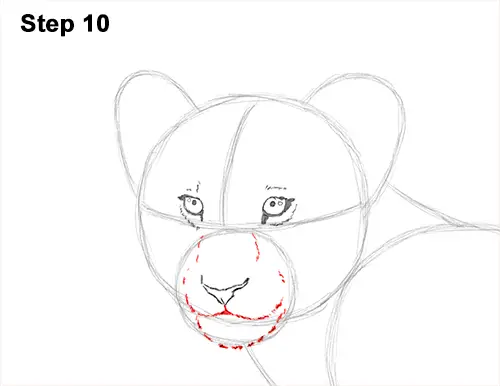 How to Draw a Lion Cub