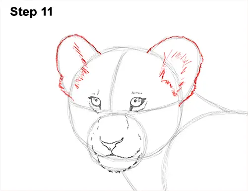 Draw Lion Cub 11