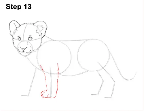 How to Draw a Lion Cub