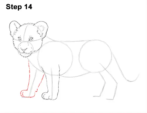 Draw Lion Cub 14
