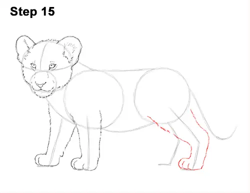Draw Lion Cub 15