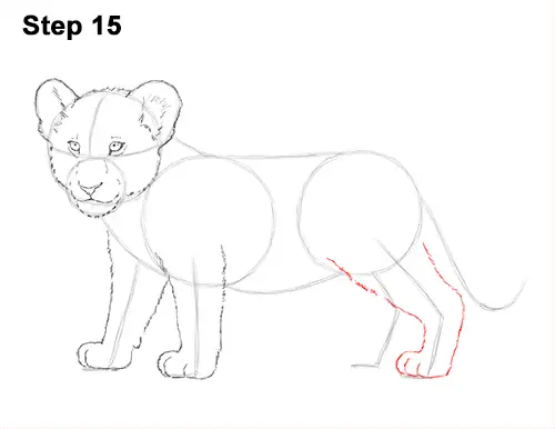 Tiger cub sketch Royalty Free Vector Image  VectorStock