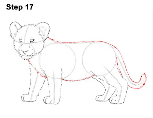 Draw Lion Cub 17