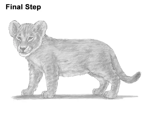 How To Draw A Lion Cub This As Best Online Diary Stil - vrogue.co