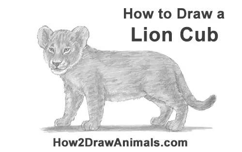 How to Draw a Yawning Lion Cub