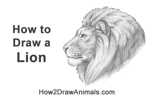 How to Draw a Lion Mane Head Detail Profile Portrait