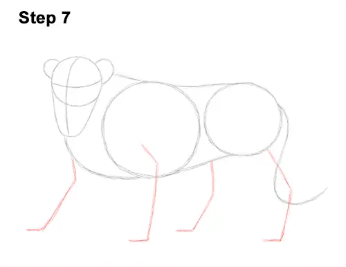 Draw Roaring Lion 7