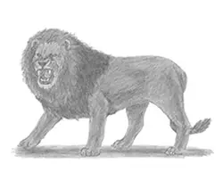 How to Draw an Angry Roaring Lion