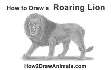 how to draw lion roaring