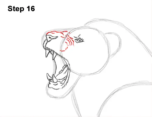 How to Draw a Lion Roar Roaring Side Color 16