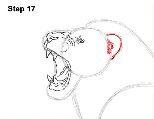 How to Draw a Lion Roar Roaring Side Color 17