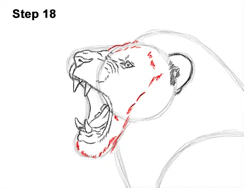 How to Draw a Lion Roar Roaring Side Color 18